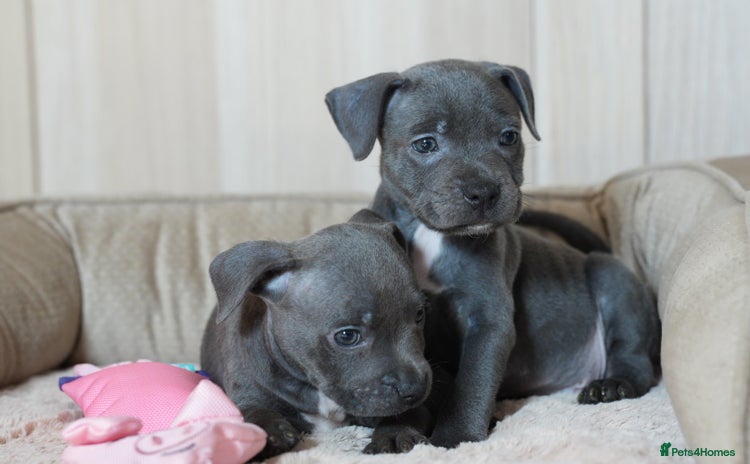 Staffordshire Bull Terrier dogs - Advert 2