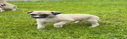 Whippet dogs for sale: Stunning Fawn Whippet Pups  in Winkleigh - Advert 11