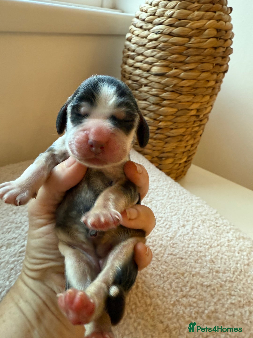Cocker Spaniel dogs for sale: Exceptional pedigree KC champion show Cockers.  - Image 22