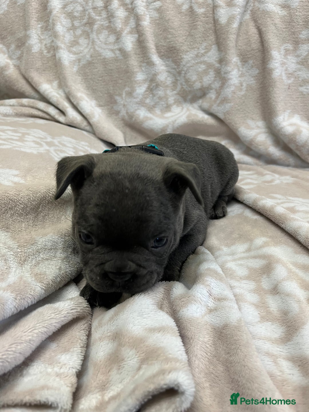French Bulldog dogs for sale: Lovely Frenchies  - Advert 5