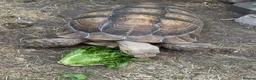 Tortoise reptiles for sale: Pair of Adult Sulcata Tortioses For Reluctant Sale in Coventry - Advert 3