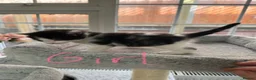 Maine Coon cats for sale: Maine coon mix kittens - Advert 4