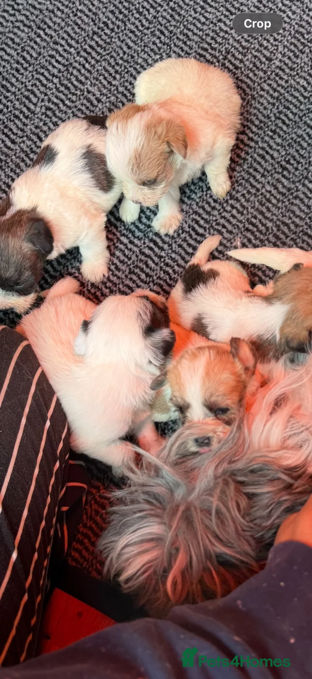Shih Tzu dogs for sale: Shih tzu  in Exeter - Advert 1