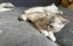 British Shorthair cats for sale: Stunning British Shorthair  - Image 13