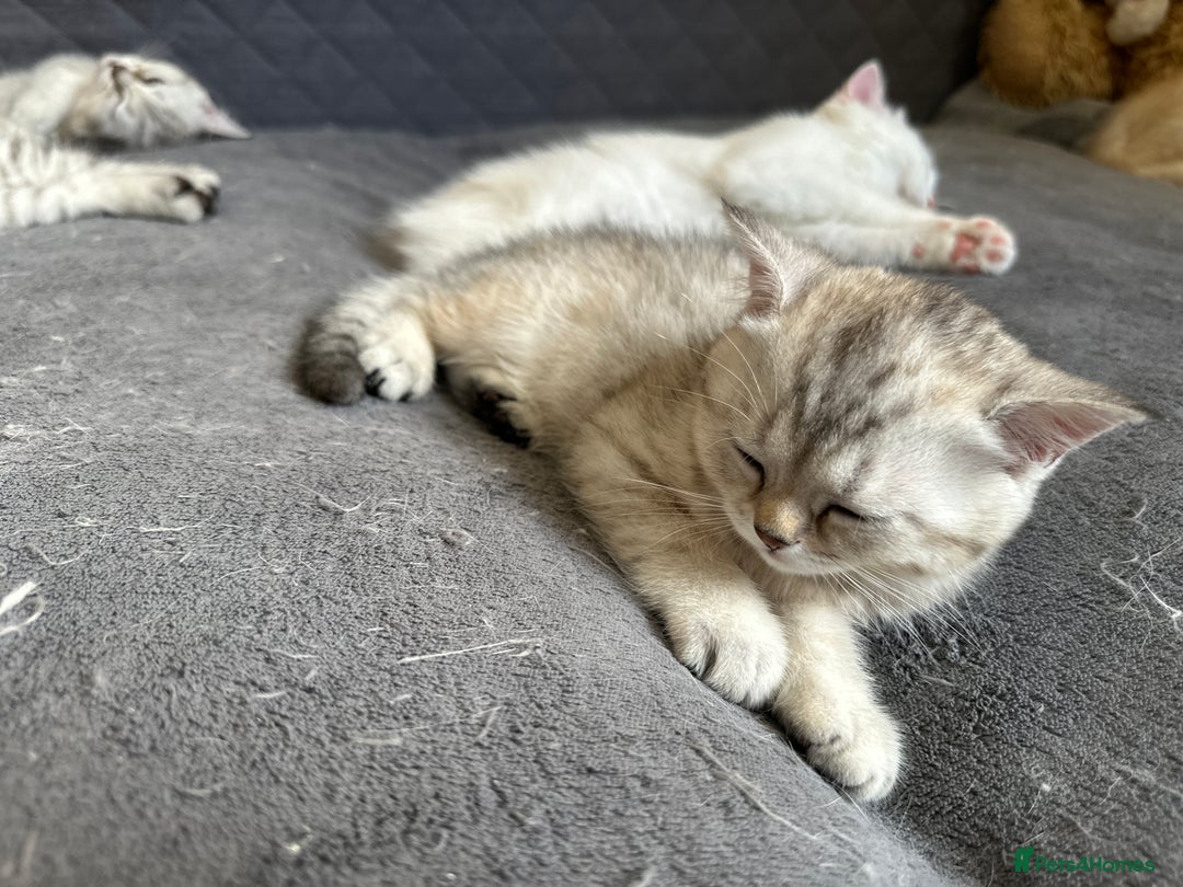 British Shorthair cats for sale: Stunning British Shorthair  - Image 13
