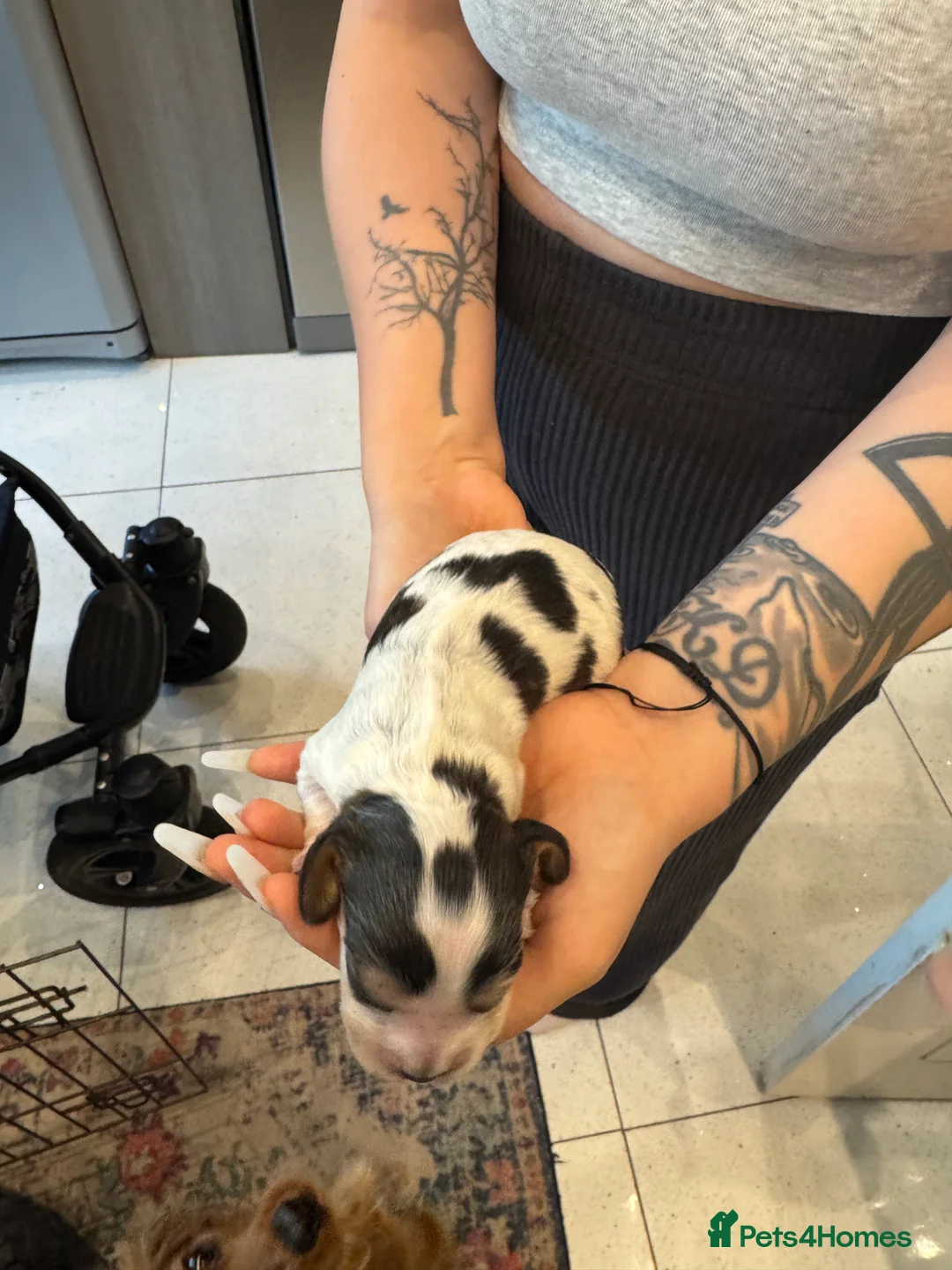 Mixed Breed dogs for sale: Cocker spaniel puppies - Advert 13