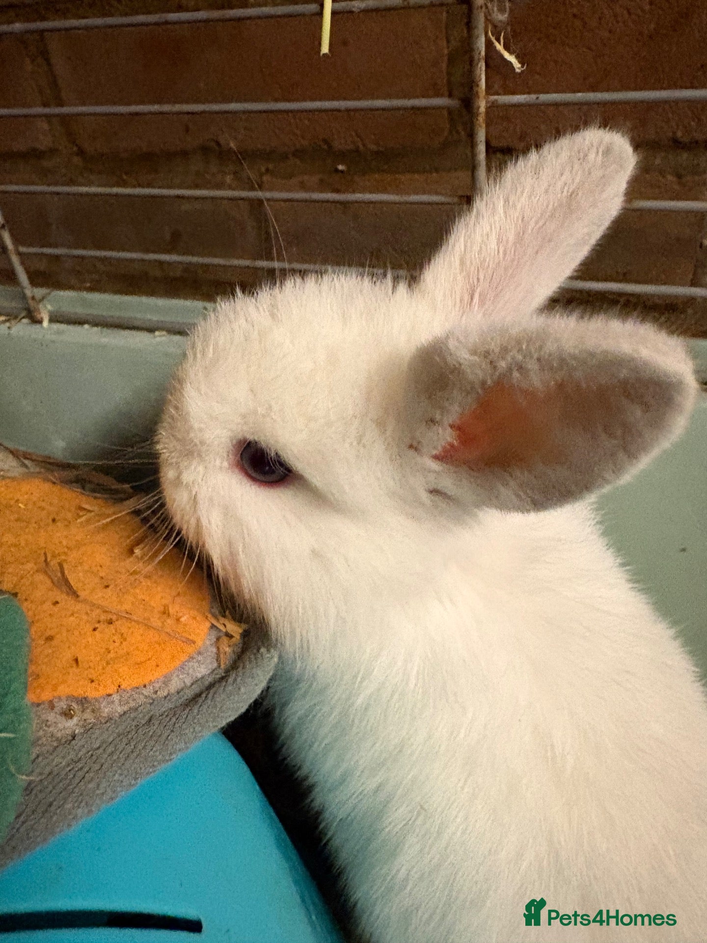 Mini Lop rabbits for sale: Beautiful Mini Lop Rabbits – Ready from 9th Nov - Advert 5
