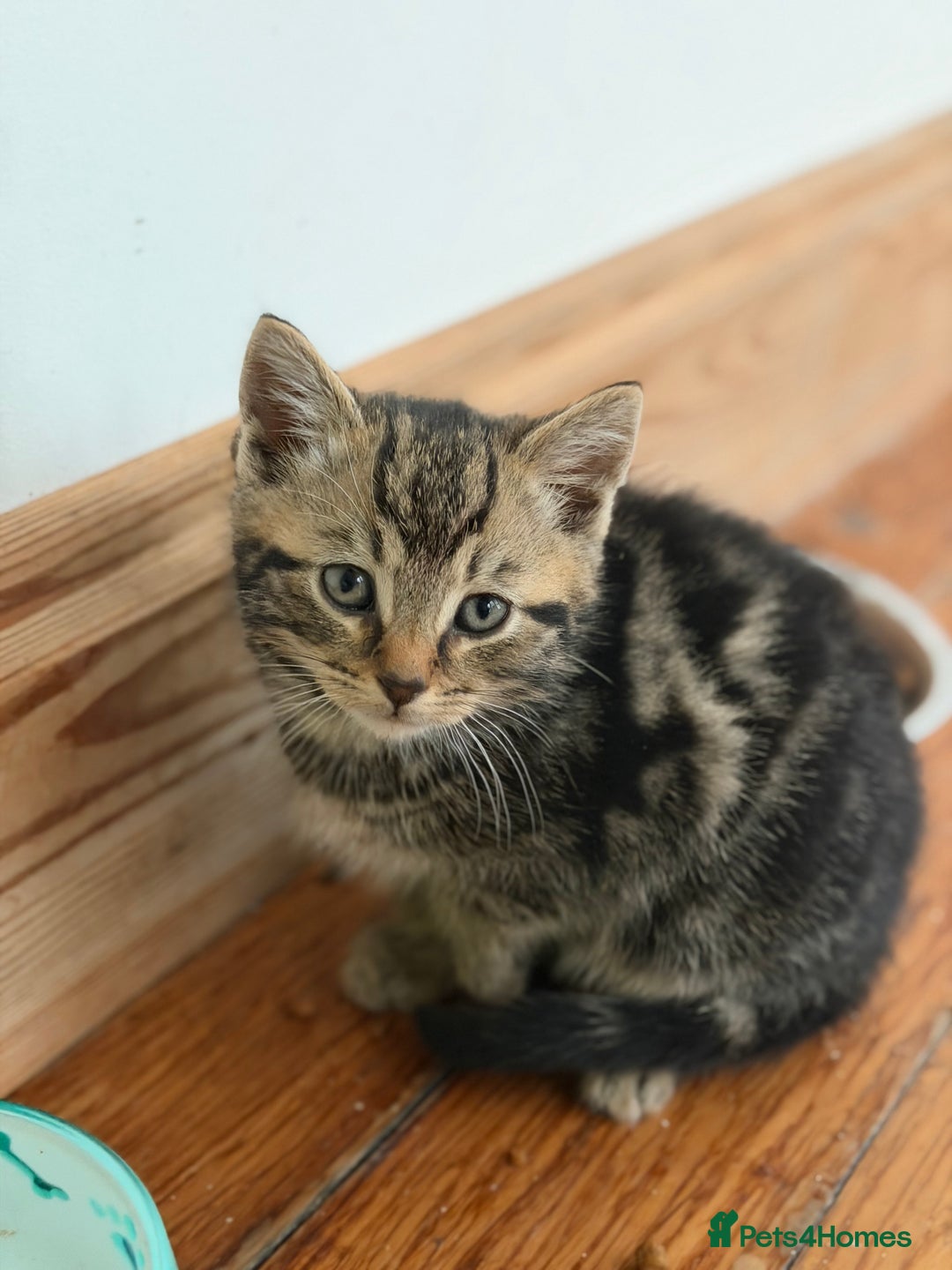 Mixed Breed cats for sale: Kittens for sale  - Advert 3