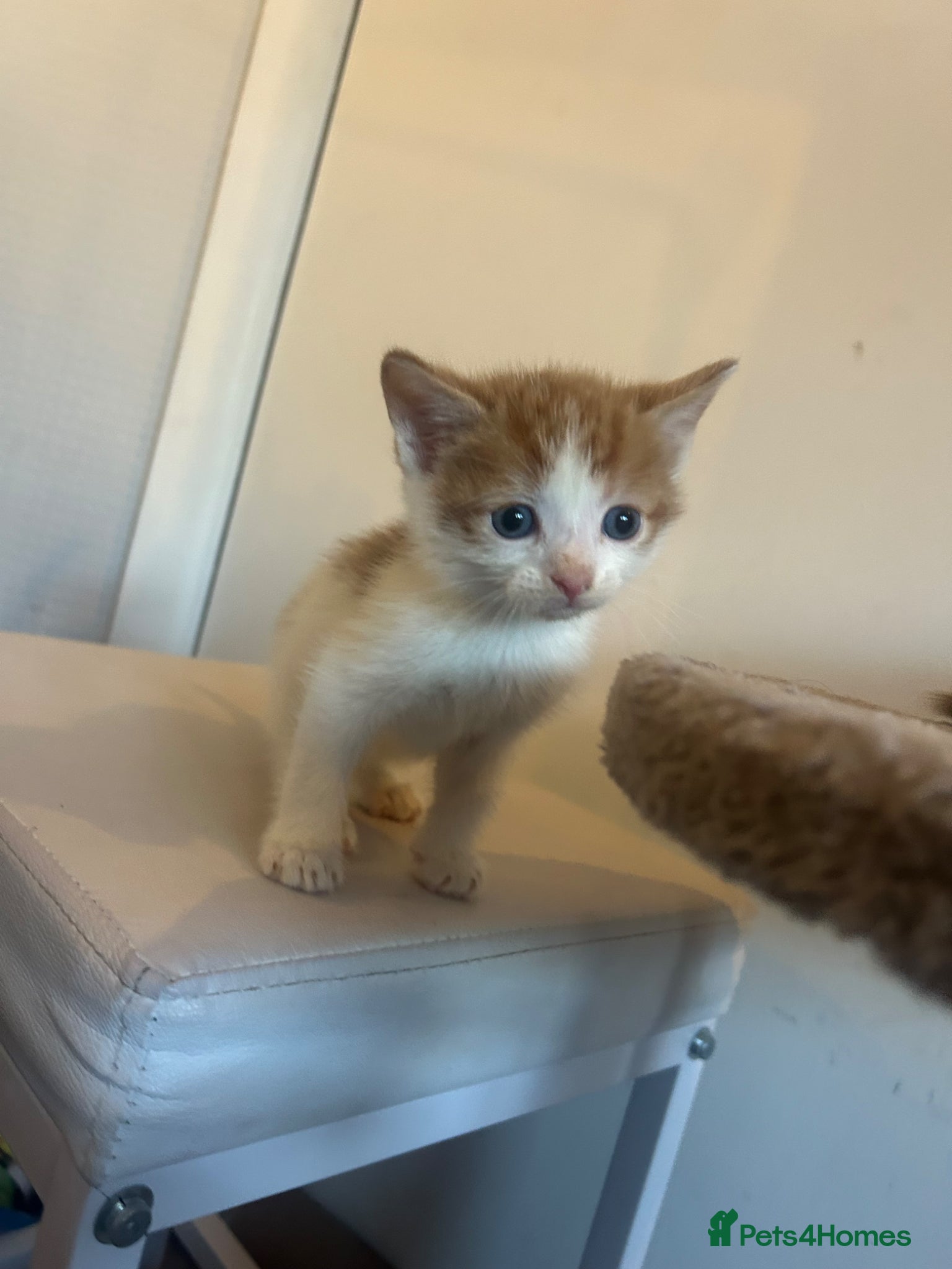 Mixed Breed cats Beautiful kittens ready  - Advert 5