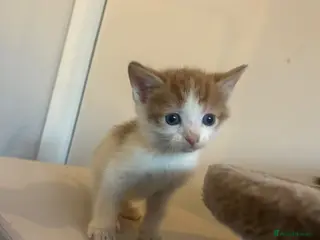 Mixed Breed cats Beautiful kittens ready - Advert 5