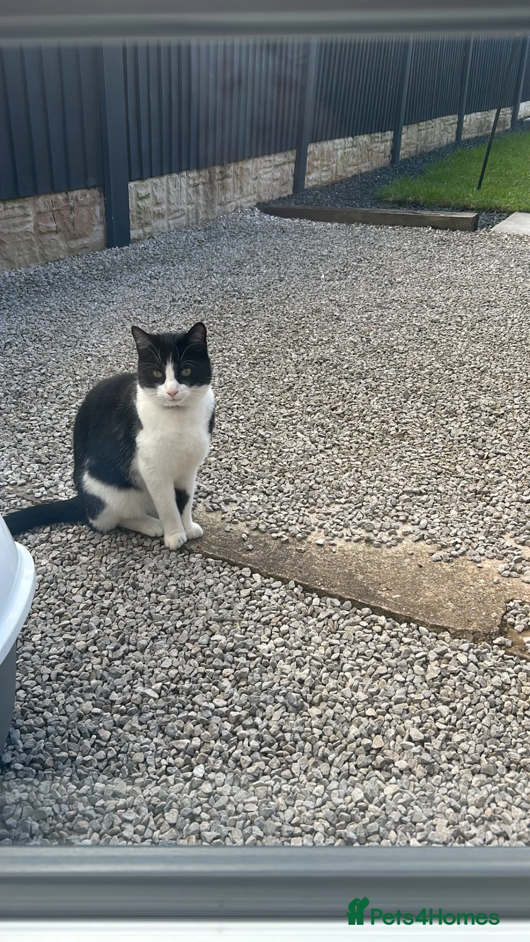 Domestic Shorthair cats for sale: Male cat  in Mansfield - Advert 2