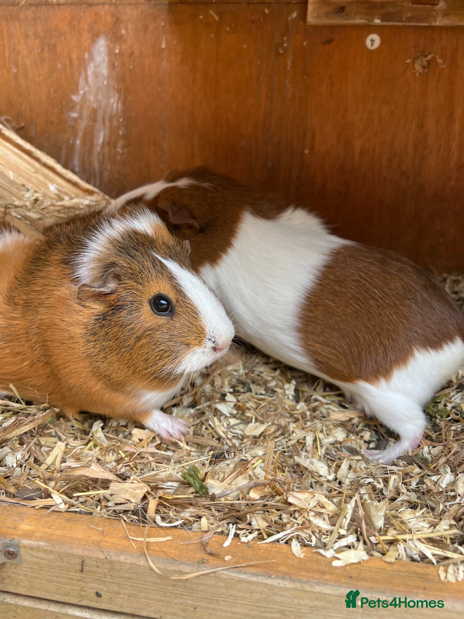 Guinea Pig rodents for sale: 2 Girl Guinea Pigs For Sale £20 For Both in Brackley - Advert 2
