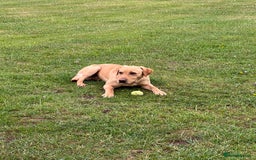 Labrador Retriever dogs for sale: 2 year old Yellow Labrador  - Image 3