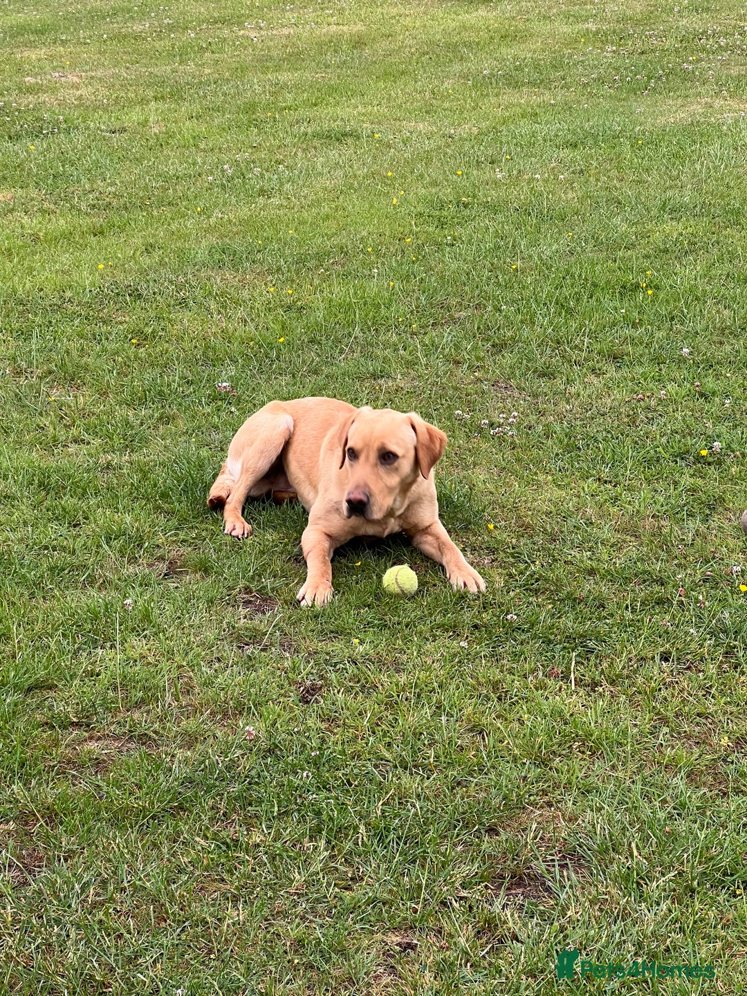 Labrador Retriever dogs for sale: 2 year old Yellow Labrador  - Image 3