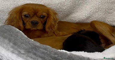 Cavalier King Charles Spaniel dogs - Advert 2