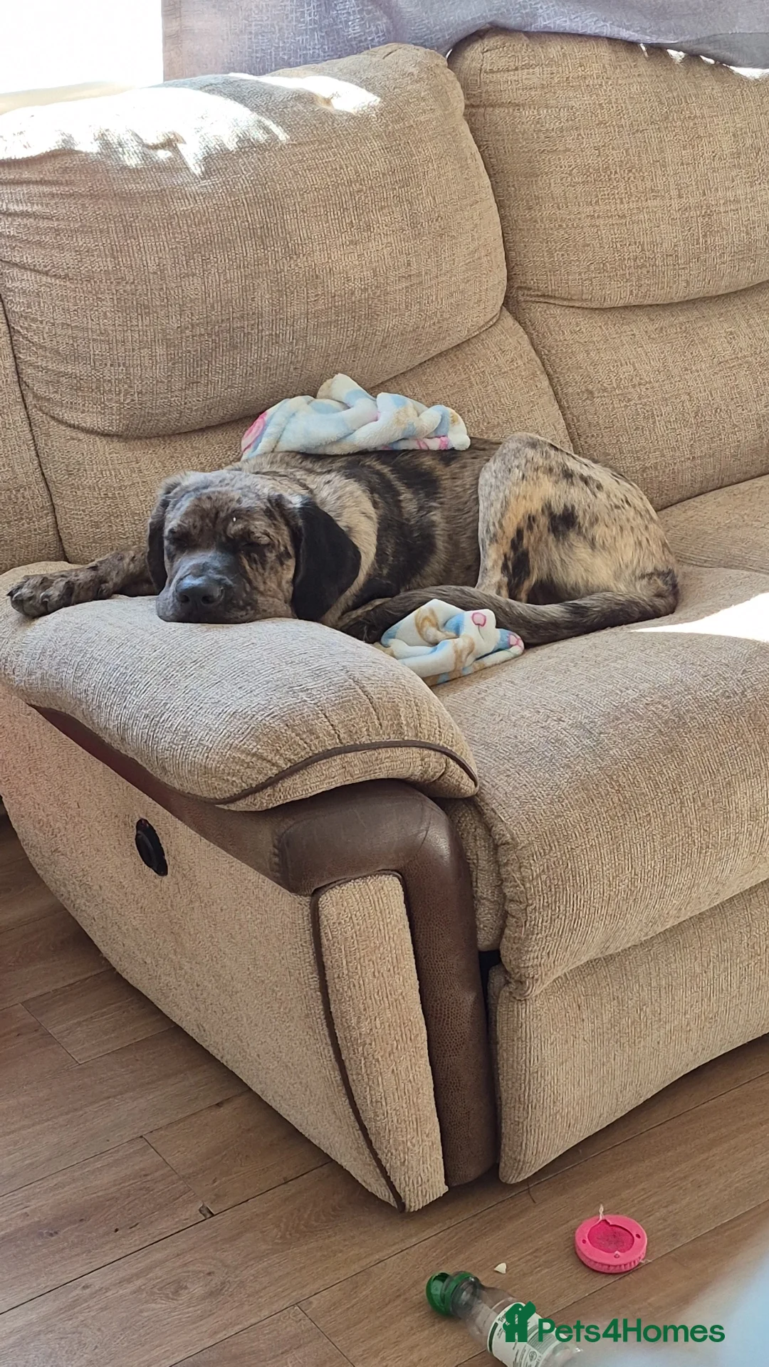 Mixed Breed dogs for sale: Female cane corso cross 7 month old  - Advert 2