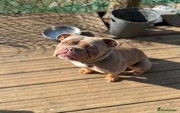 Olde English Bulldogge dogs for sale: Looking for his forever home  - Image 2