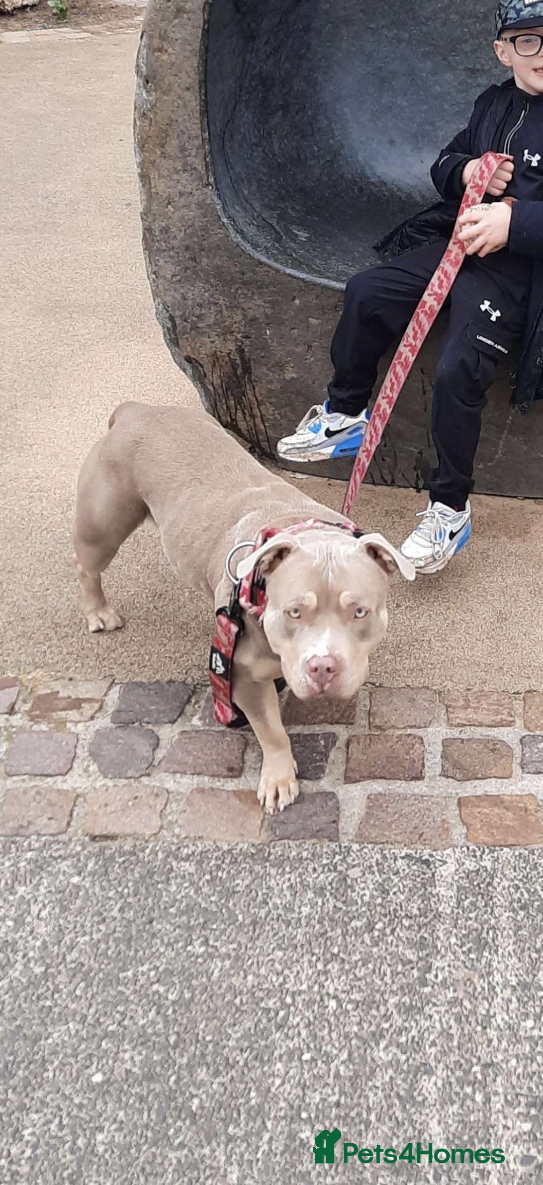 Mixed Breed dogs for sale: Pocket bully x staffy - Image 2