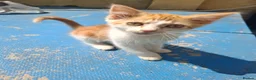 Mixed Breed cats for sale: 3 Ginger Kittens. 8 weeks old  - Advert 7