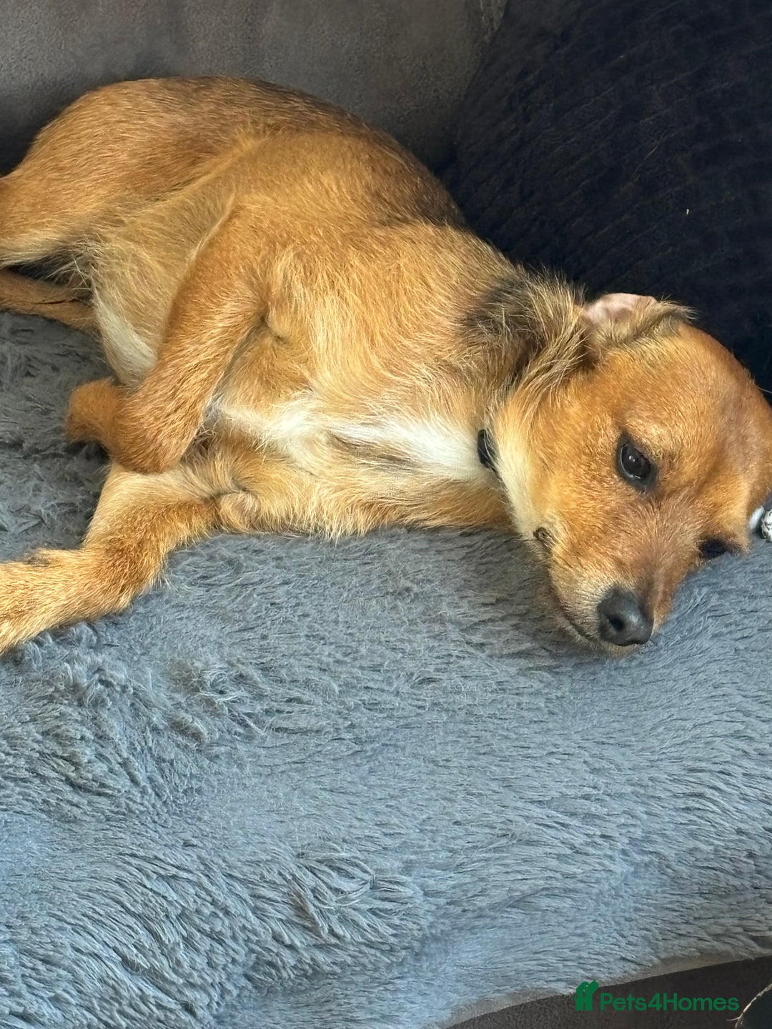 Mixed Breed dogs for sale: Mixed breed jack russel - Image 2