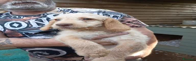 Mixed Breed 4