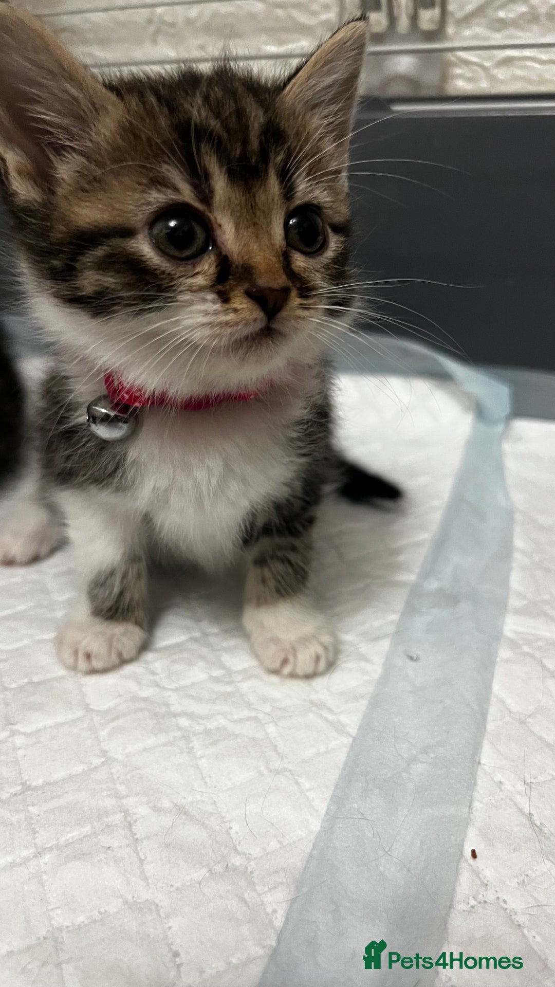 Mixed Breed cats for sale: Ready Now 2male and 1female Left - Advert 15