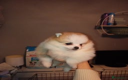 Pomeranian dogs for sale: Teddy Pomeranian girl - Image 10