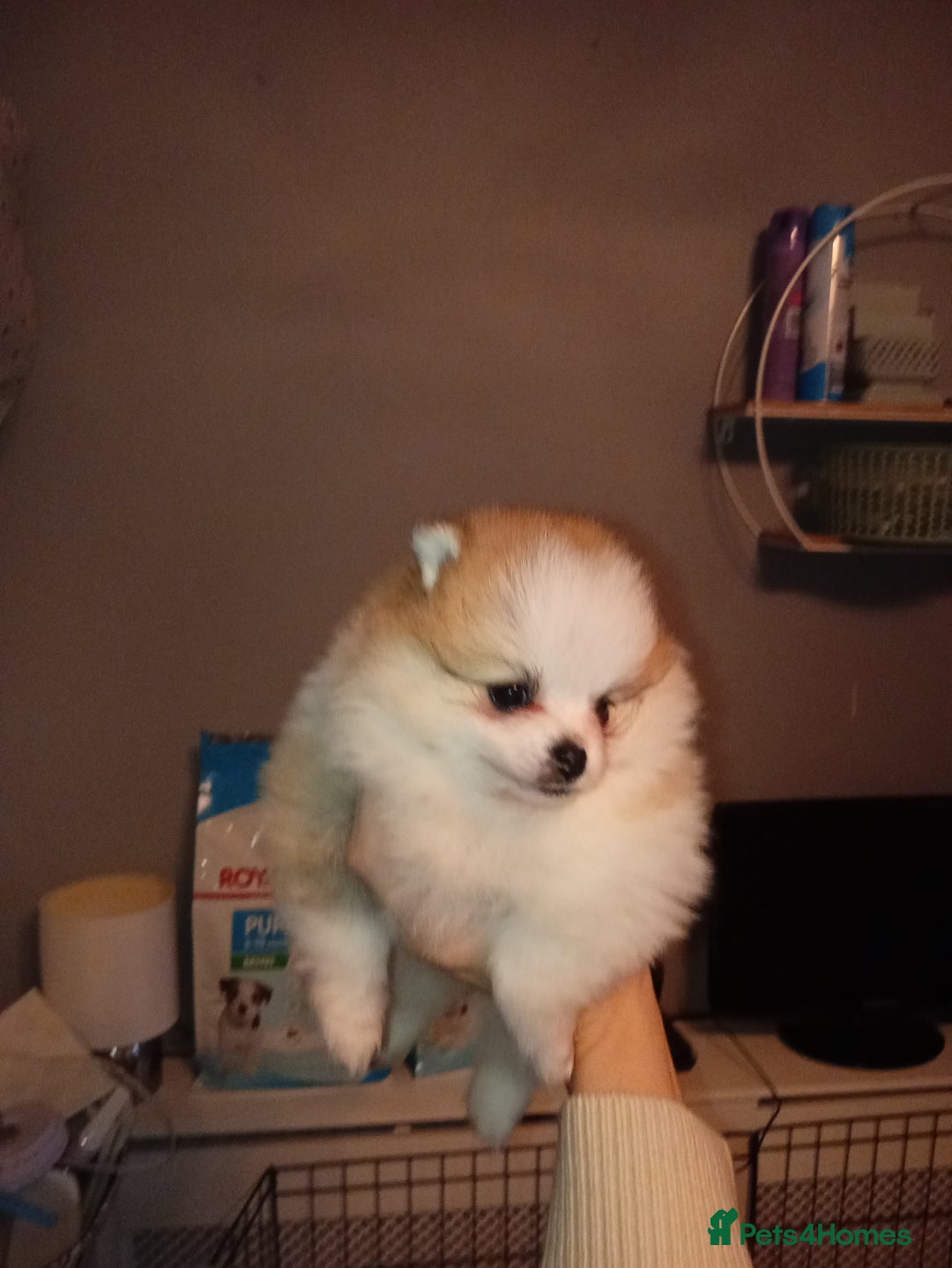 Pomeranian dogs for sale: Teddy Pomeranian girl - Image 10