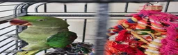 Parrots birds for sale: Pair of Alexandrine parrots for sale - Advert 2