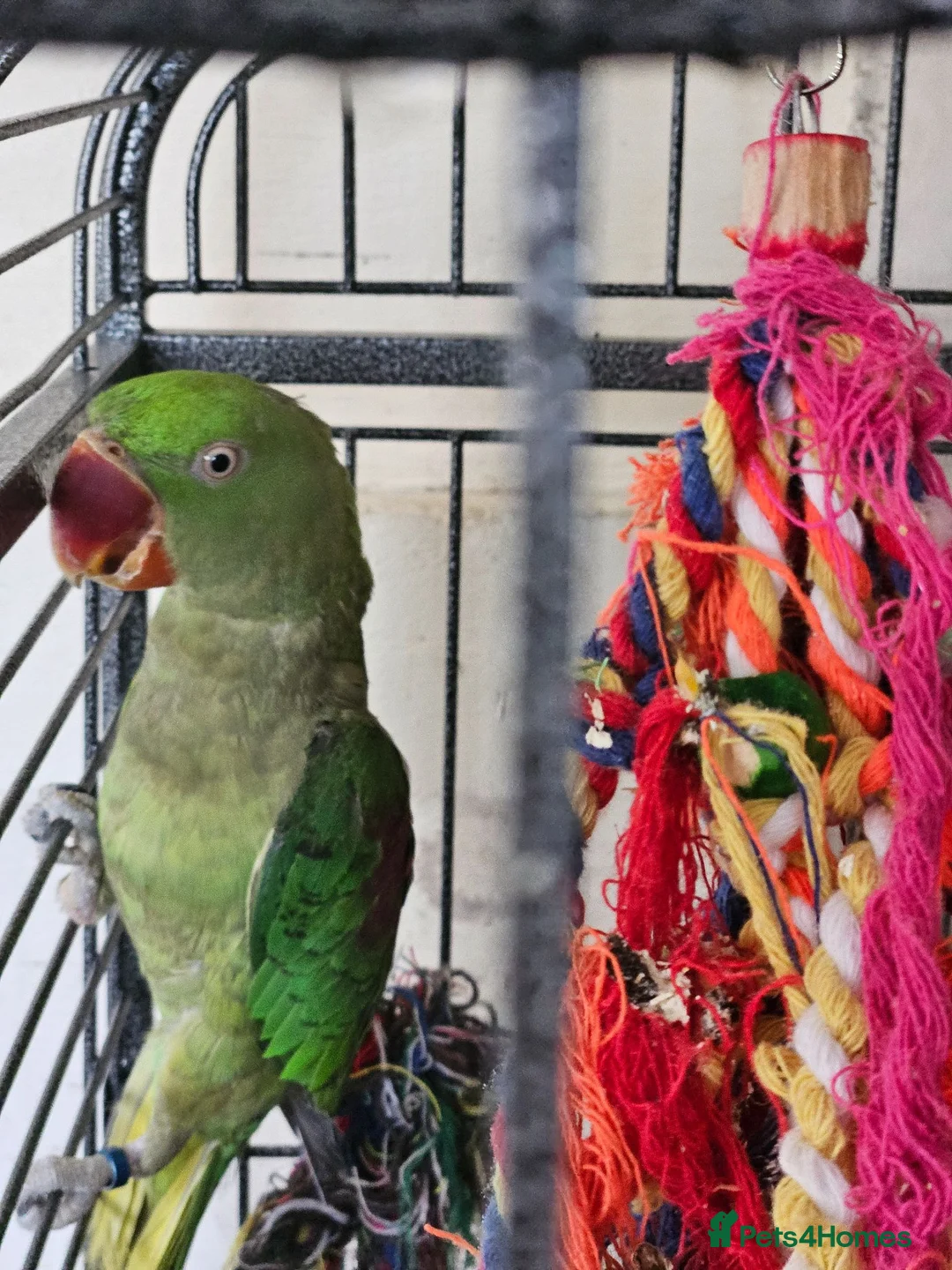 Parrots birds for sale: Pair of Alexandrine parrots for sale - Advert 2