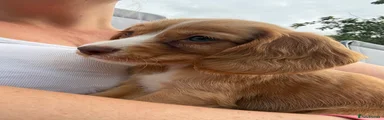 Sandy