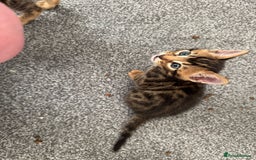 Bengal cats for sale: Beautiful Bengal mixed kittens - Image 14