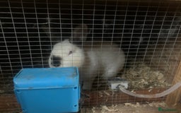 Californian rabbits for sale: Pure Californians  - Image 3
