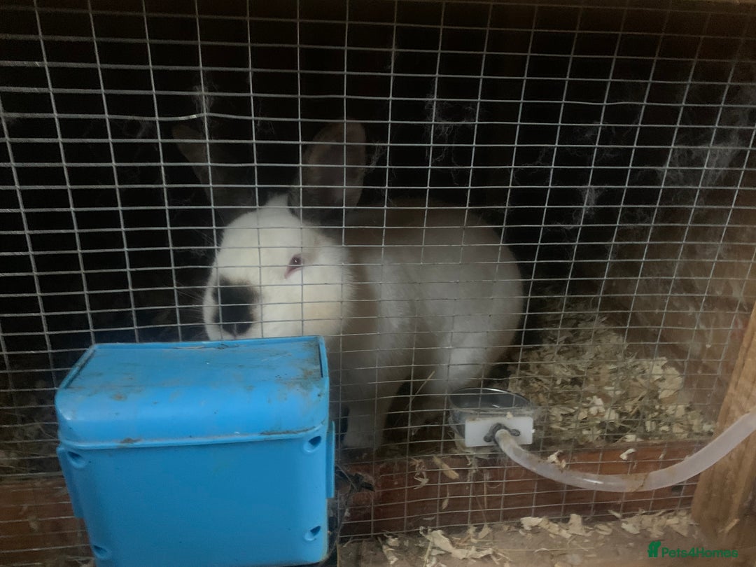 Californian rabbits for sale: Pure Californians  - Image 3