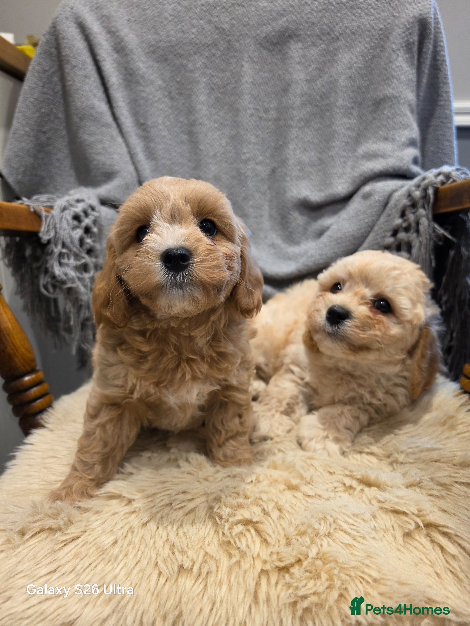 Cavapoochon dogs 2 Beautiful Cavapoochon Boys left💙💙 - Advert 2