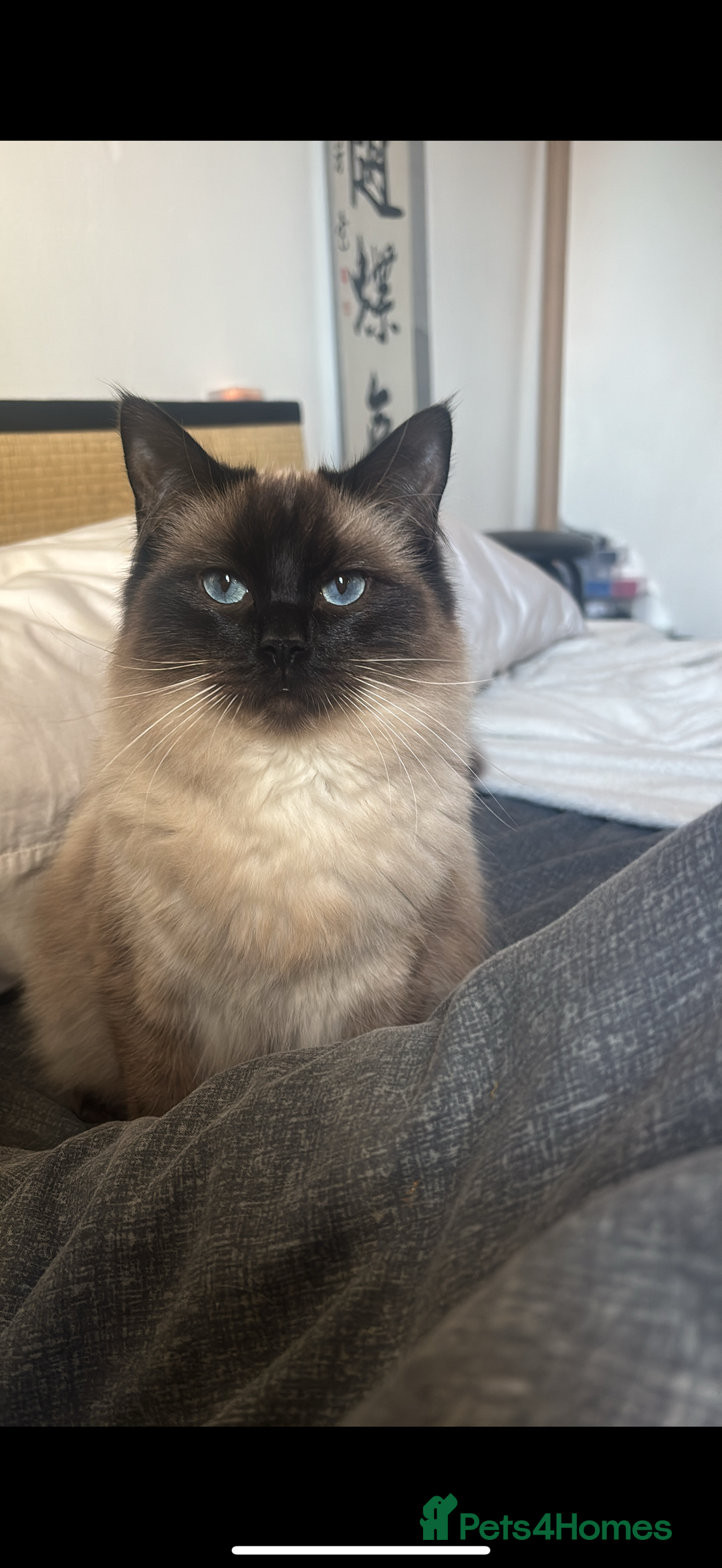 Ragdoll cats for sale: Female ragdoll kitten  - Advert 1