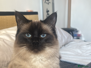 Ragdoll cats Female ragdoll kitten - Advert 1