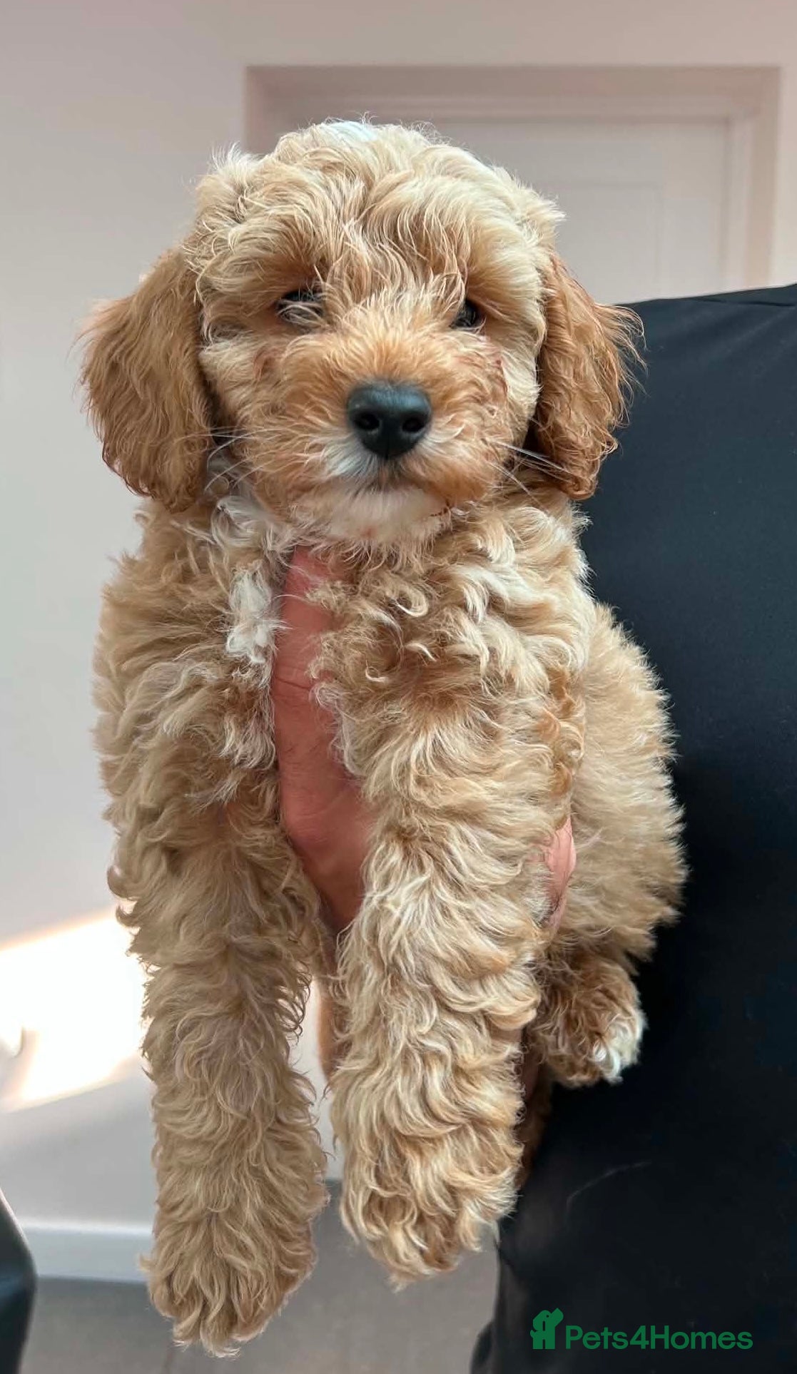 Maltipoo dogs LAST 2 BOYS REMAINING - Stunning Maltipoo Puppies  - Advert 2