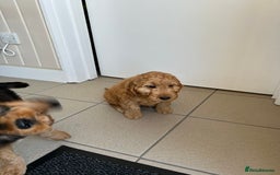 Cockapoo dogs for sale: STUNNING COCKAPOO - Image 4