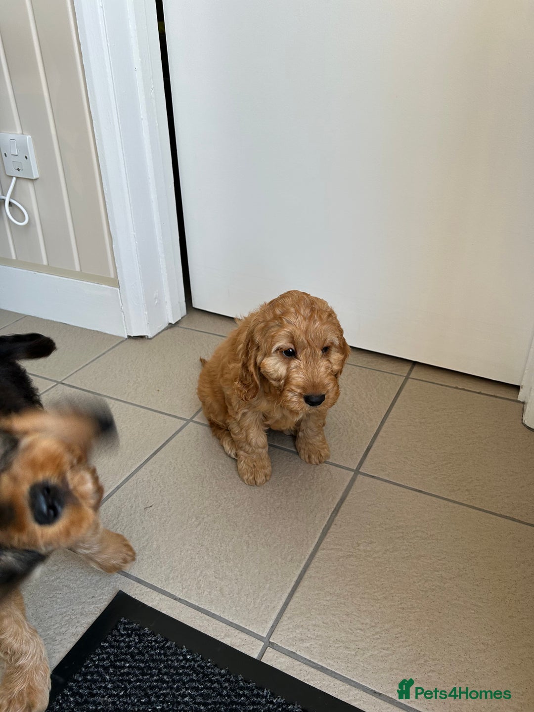 Cockapoo dogs for sale: STUNNING COCKAPOO - Image 4