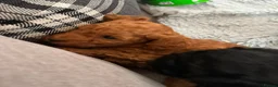 Miniature Poodle dogs for sale: Beautiful KC miniature Poodles - Advert 9