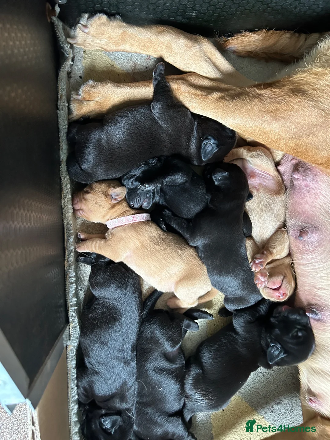 Labrador Retriever dogs for sale: Four gorgeous labs for sale in Darlington - Advert 8