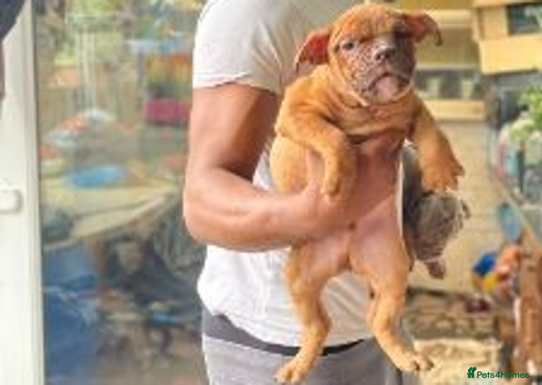 English Bulldog dogs for sale: Old British bull puppies - Image 2