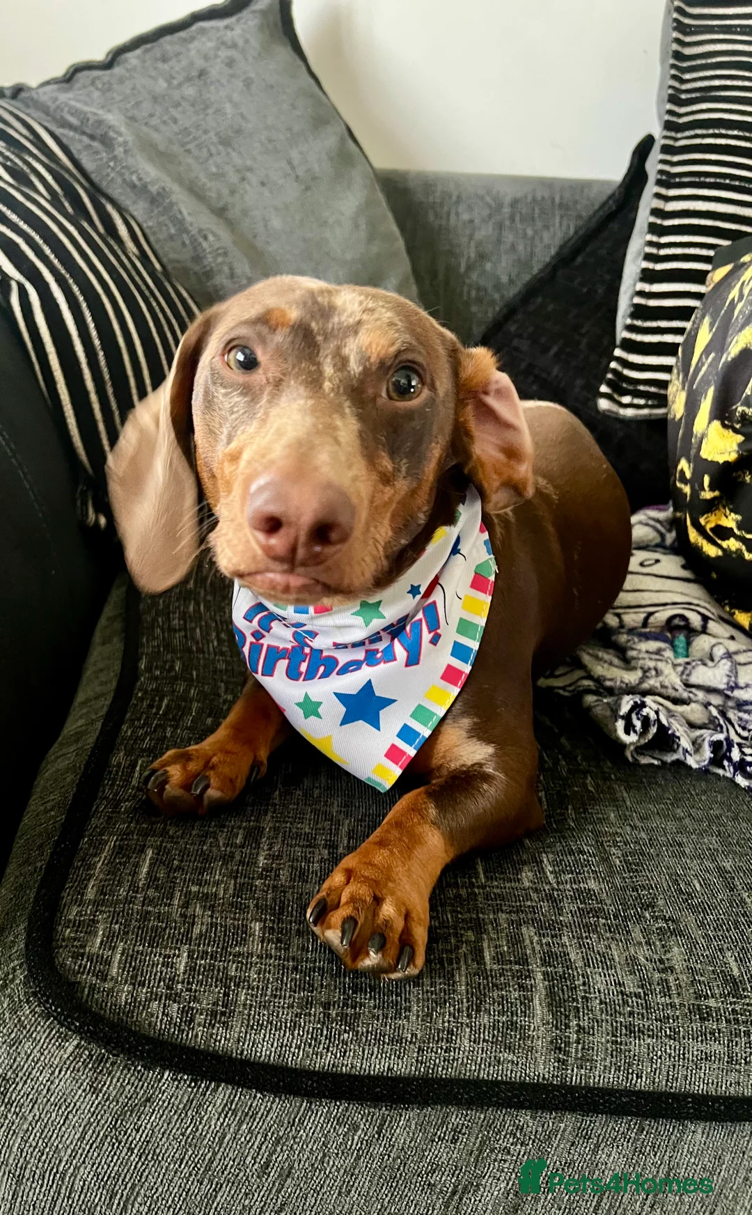 Dachshund dogs for stud: Male Dachshund  - Advert 2