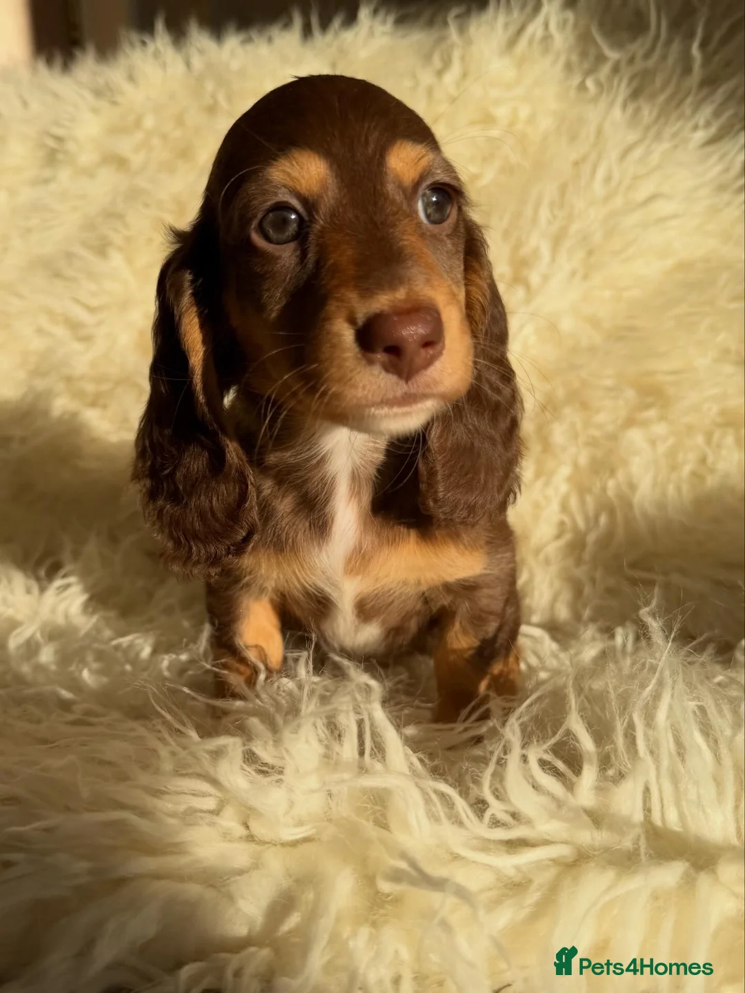 Miniature Dachshund dogs for sale: Expecting Chocolate long hair dapples  - Advert 2
