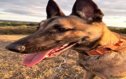 Belgian Shepherd Dog dogs for sale: Stunning Belgium Shepard bitch 7month  in Wallsend - Image 2
