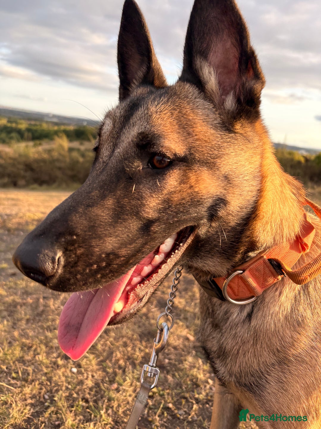 Belgian Shepherd Dog dogs for sale: Stunning Belgium Shepard bitch 7month  in Wallsend - Image 2