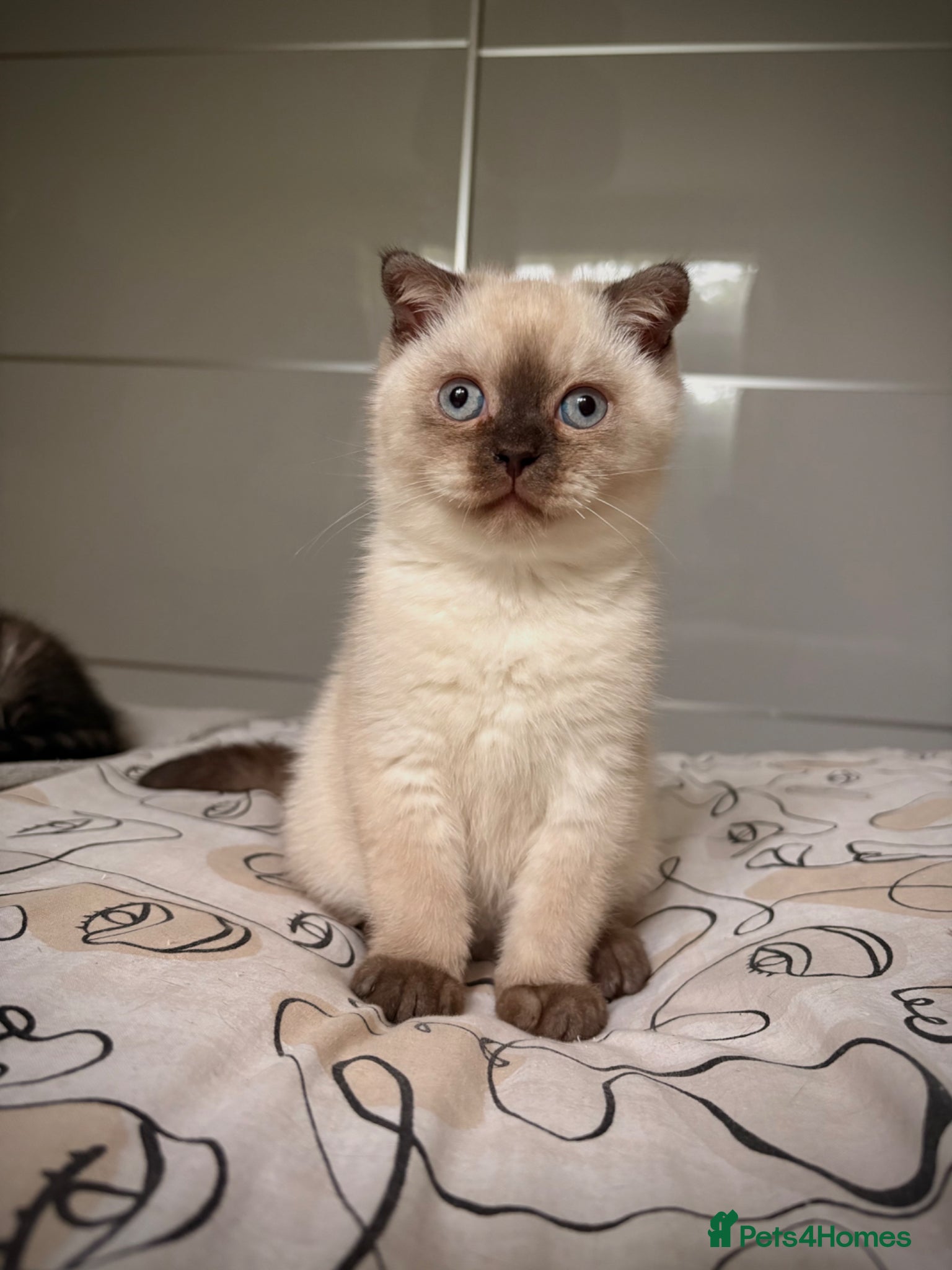 Scottish Fold cats Adorable Scottish Fold🐾 - Advert 2