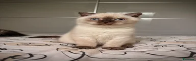 Kitten 1