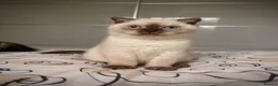 Scottish Fold cats for sale: Adorable Scottish Fold🐾 - Advert 1